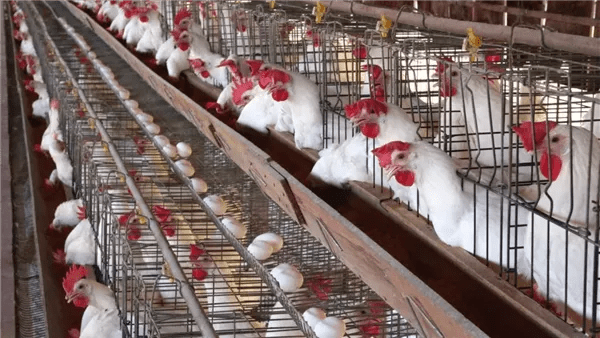 تراجع جديد.. أسعار الفراخ البيضاء في بورصة الدواجن اليوم الأربعاء 28-1-2026