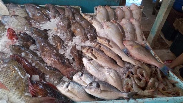 أسعار الأسماك بأسواق الغردقة اليوم الجمعة 14 نوفمبر 2025 أسعار الأسماك بأسواق الغردقة اليوم الجمعة 14 نوفمبر 2025