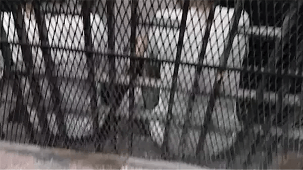 تأجيل محاكمة المتهم بقتل سائق تاكسي بالإسكندرية