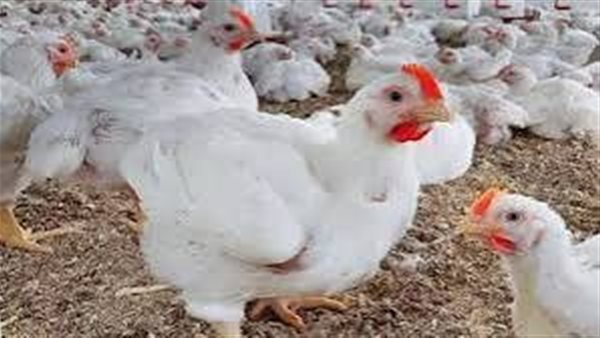 أسعار الدواجن اليوم الجمعة في المزارع والأسواق
