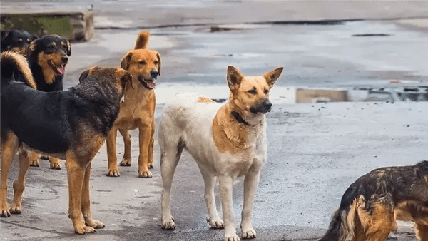 البيطرين: الكلاب المسعورة لا تظهر عليها علامات واضحة للمواطنين