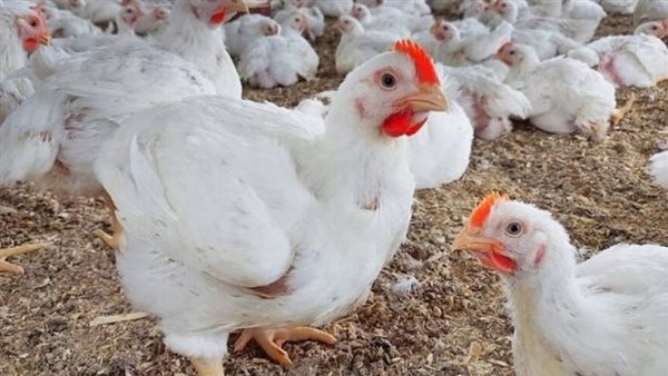 شعبة الدواجن: محال بيع الطيور الحية دون تراخيص منذ 2009