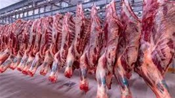 سعر كيلو اللحوم الضأن اليوم بالغربية