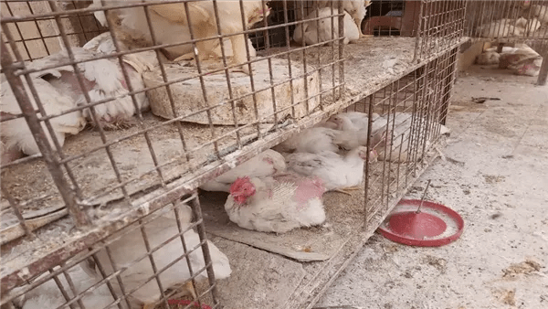 الفراخ بكام النهاردة؟.. أسعار الدواجن في المحلات وبورصة الدواجن