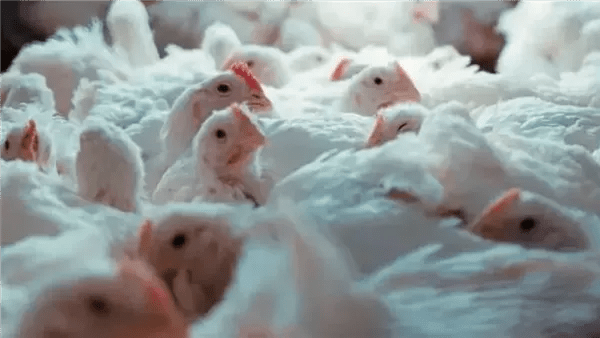 أسعار الدواجن والطيور في محافظة بورسعيد اليوم الأحد 28 ديسمبر 2025