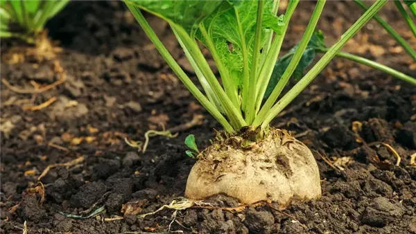 انطلاق موسم توريد بنجر السكر 2026.. افتتاح التشغيل بمصانع أبو قرقاص والفيوم والنوبارية انطلاق موسم توريد بنجر السكر 2026.. افتتاح التشغيل بمصانع أبو قرقاص والفيوم والنوبارية