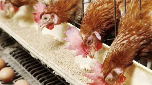 أسعار الدواجن في الإسماعيلية اليوم الخميس 15 يناير 2026