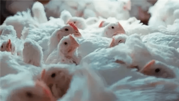 أسعار الدواجن وأجزائها اليوم الأحد 22 فبراير 2026 في محافظة الغربية