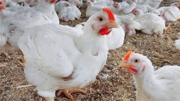 أسعار الدواجن في الغربية اليوم الخميس 26 فبراير 2026