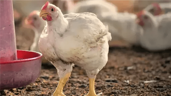 أسعار الفراخ اليوم 15 إبريل 2026 في الأسواق والمزارع .. نشرة محدثة أسعار الفراخ اليوم 15 إبريل 2026 في الأسواق والمزارع .. نشرة محدثة