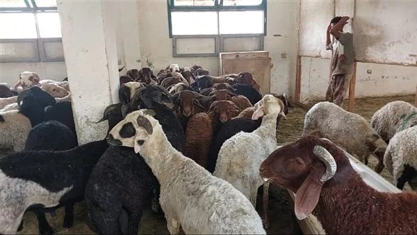 عضو بالأعلى للشؤون الإسلامية يحذر من نشر صور الأضاحي للتفاخر على السوشيال ميديا