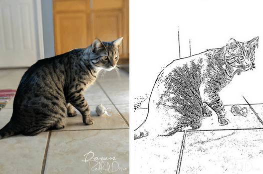 wallpapers Realistic House Cat Cat Coloring Pages down redbud drive