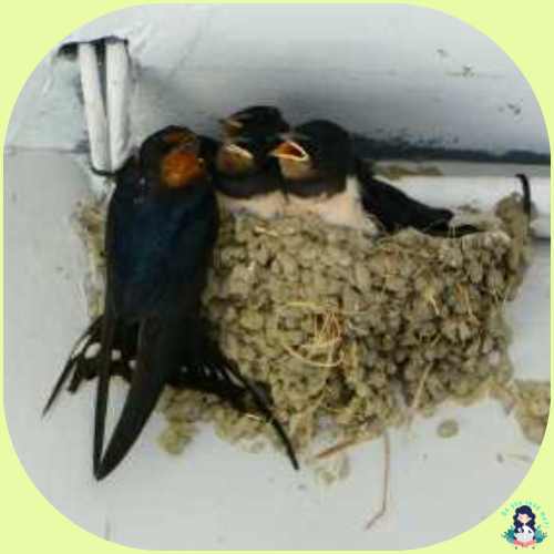 Eén zwaluw maakt de lente nog niet…