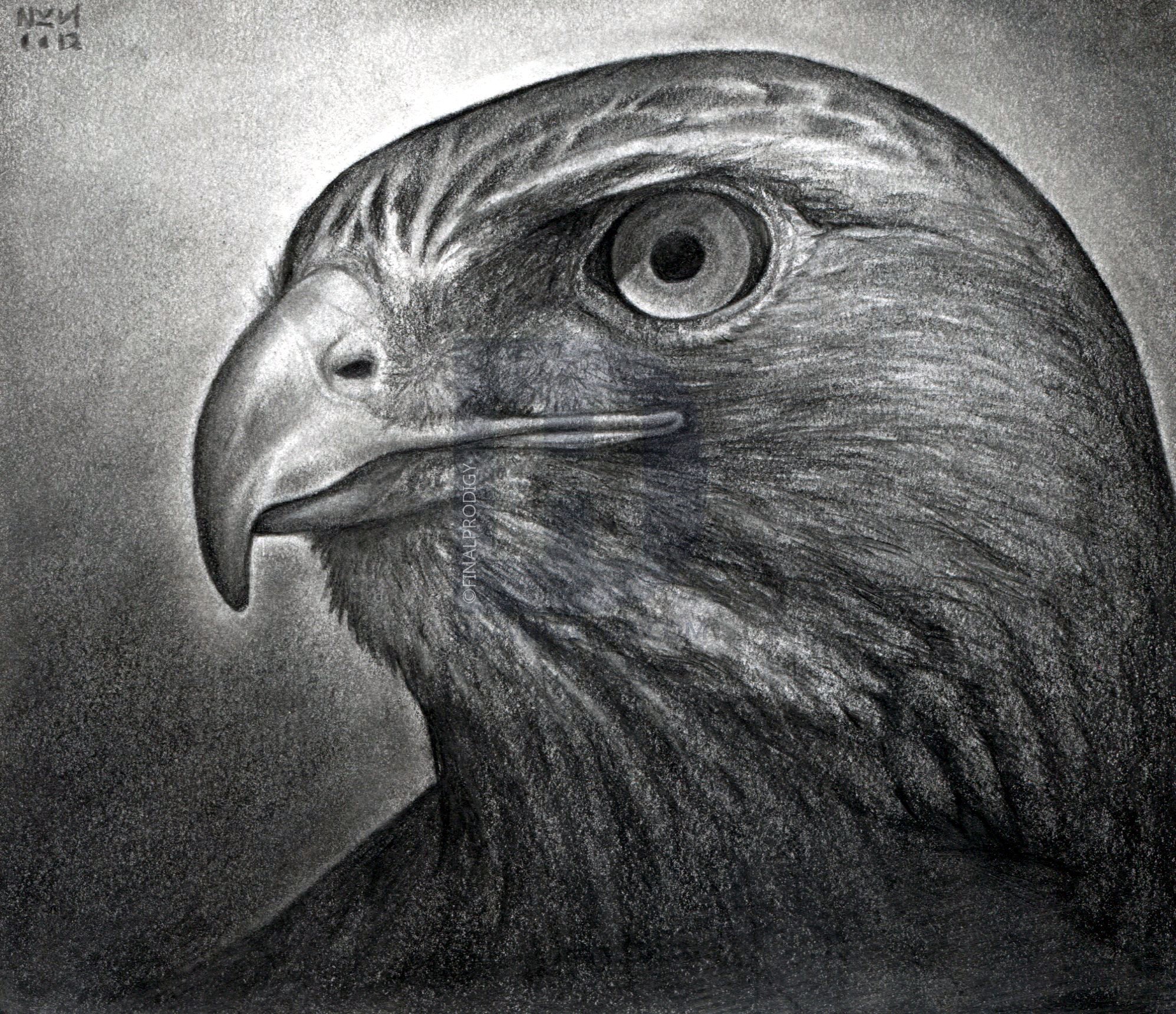 Hawk Drawing, Pencil, Sketch, Colorful, Realistic Art Images | Drawing Skill 1721_x_1995_jpg