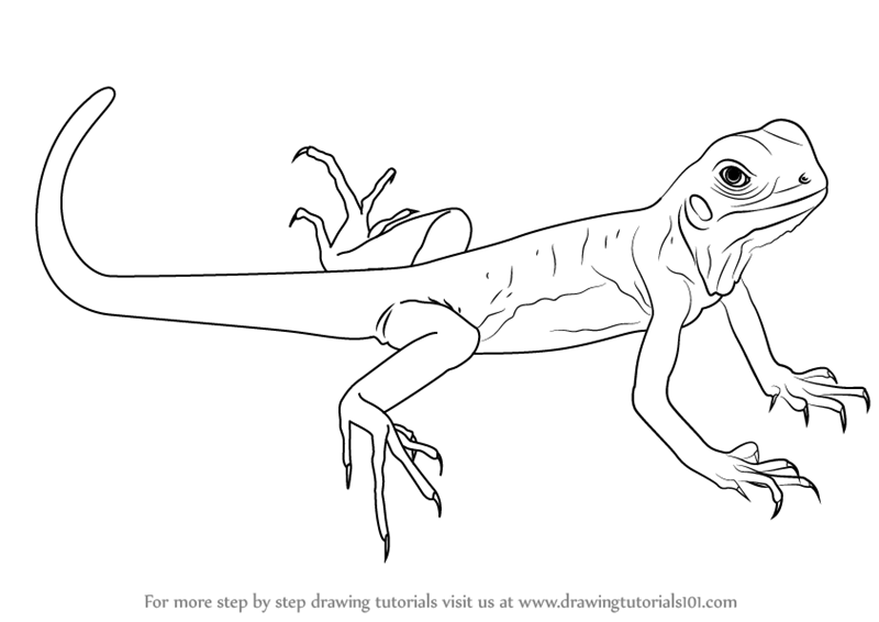 Lol 6 years ago try to make everything better please!! Step By Step How To Draw A Green Lizard Drawingtutorials101 Com