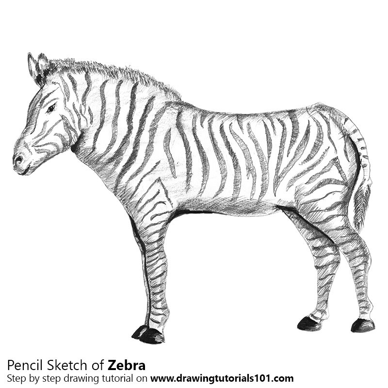 Download 3200+ royalty free zebra sketch vector images. Zebra Pencil Drawing How To Sketch Zebra Using Pencils Drawingtutorials101 Com