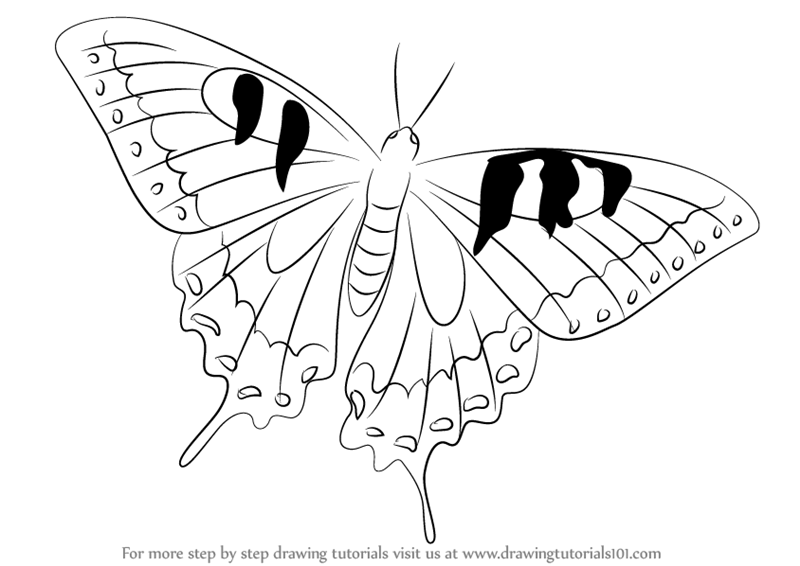 learn how to draw a swallowtail butterfly butterflies
