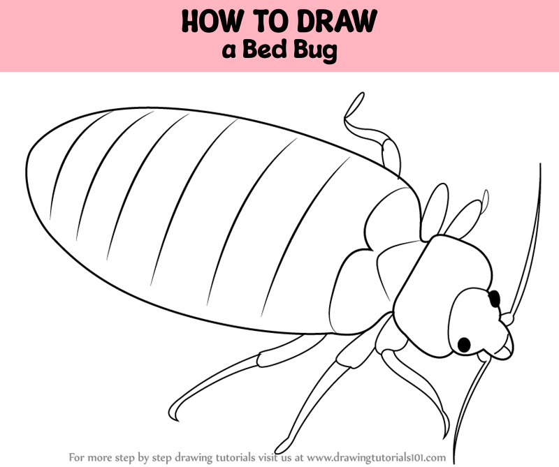 How to draw a bug insect step by step drawing for kids how to draw