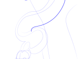 How To Draw An African Rock Python Reptiles Step By Step