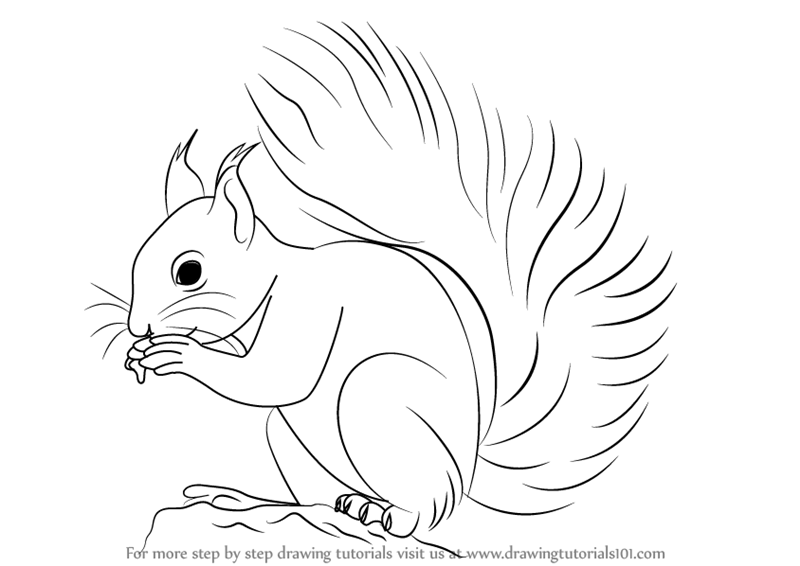learn how to draw a red squirrel rodents step by step drawing tutorials on red squirrel drawing easy