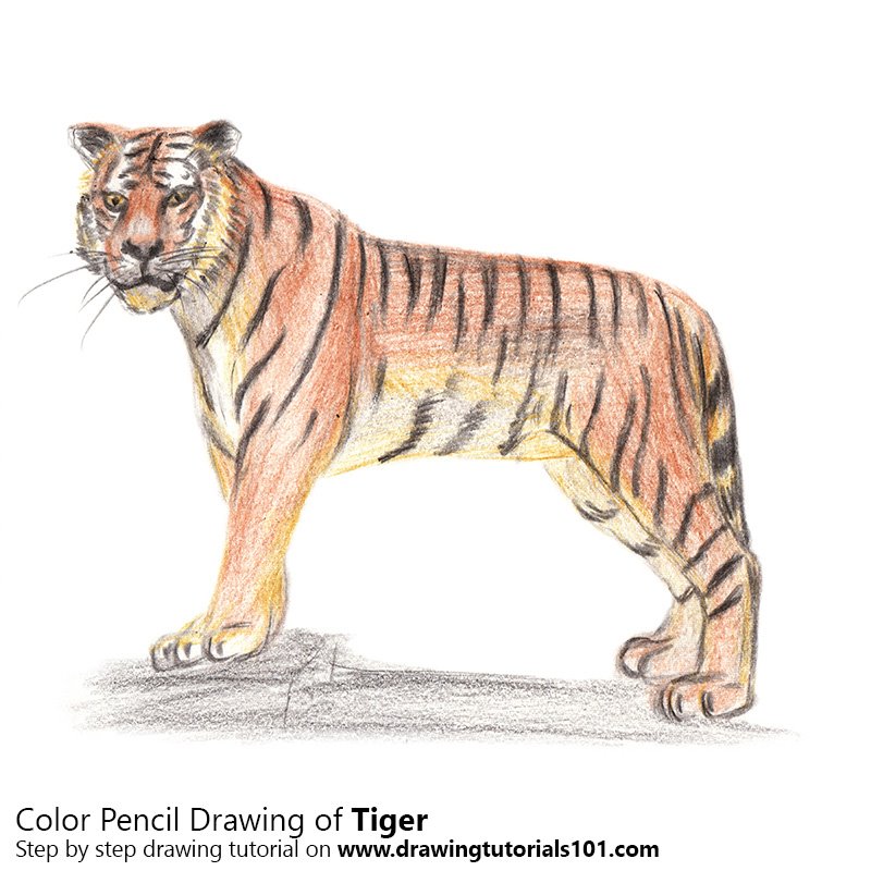 How to draw realistic skin | coloured pencil drawing tutorial. Pencils Drawing Tiger