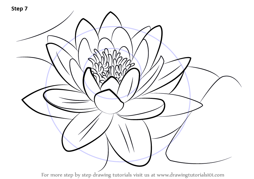 learn how to draw a water lily lily step by step drawing tutorials