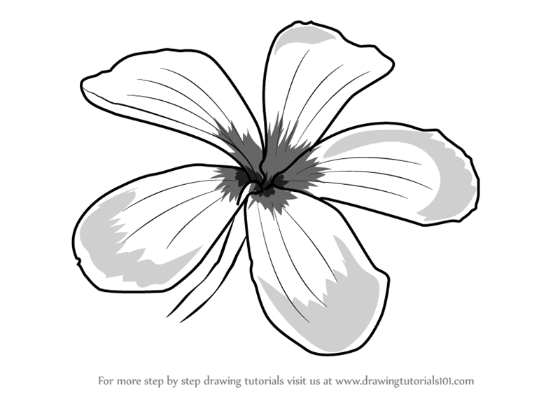 The cute drawing templates are fun and adorable and are an absolute hit with people of all ages and are used by kids as well as adults for multiple purposes. Step by Step How to Draw Frangipani Flower