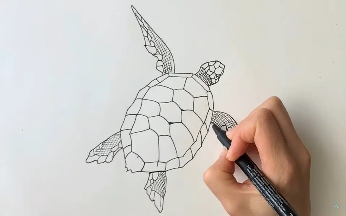 How To Draw A Sea Turtle