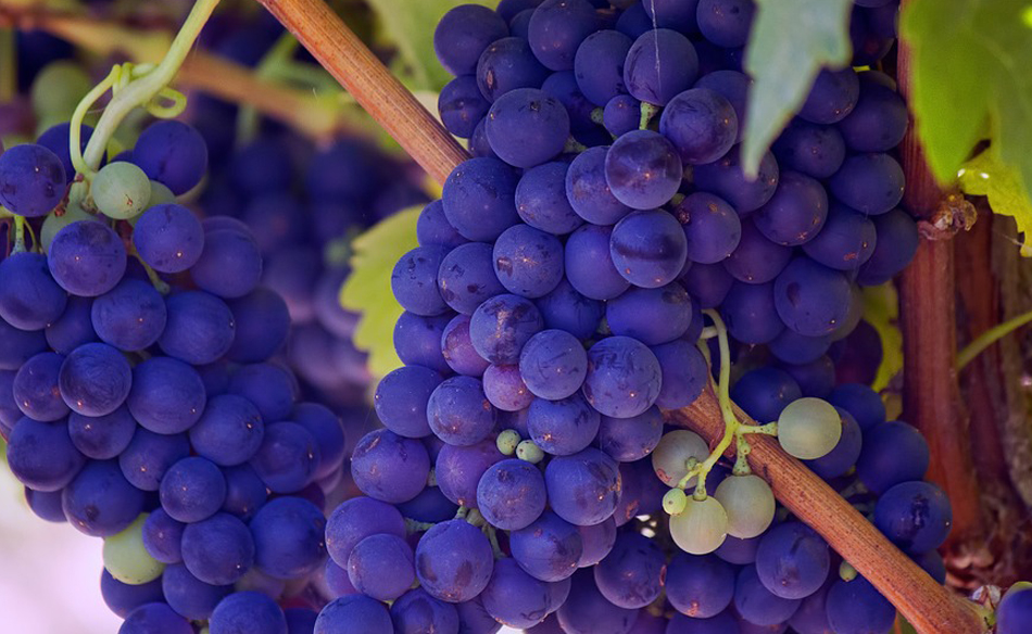 Grapes in a dream