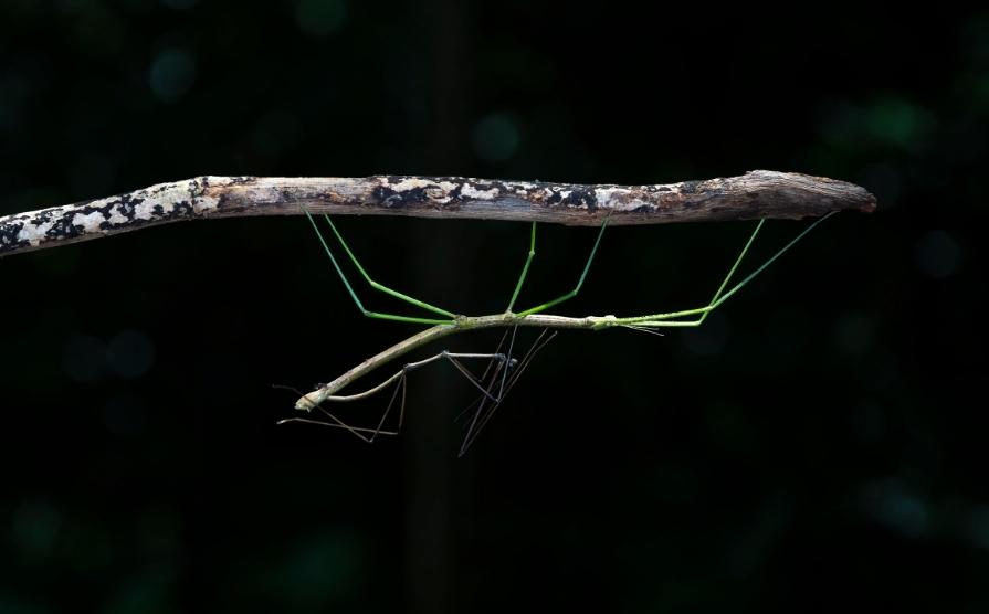 Biblical meaning of insects in dreams