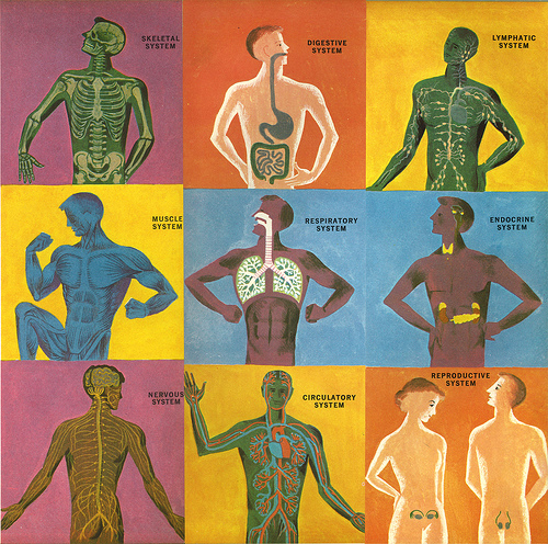 Do you know what your immune system does for you? Human Body Systems Lessons Blendspace