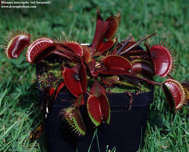 Dionaea 'Red Burgundy'