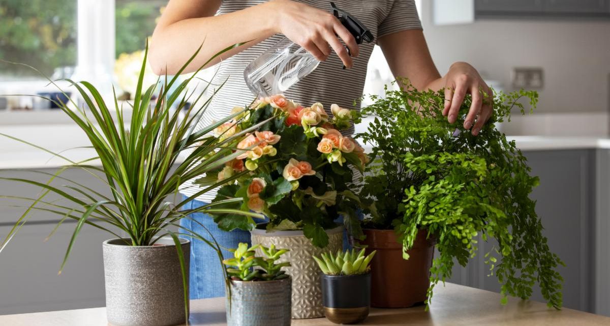 House Plants