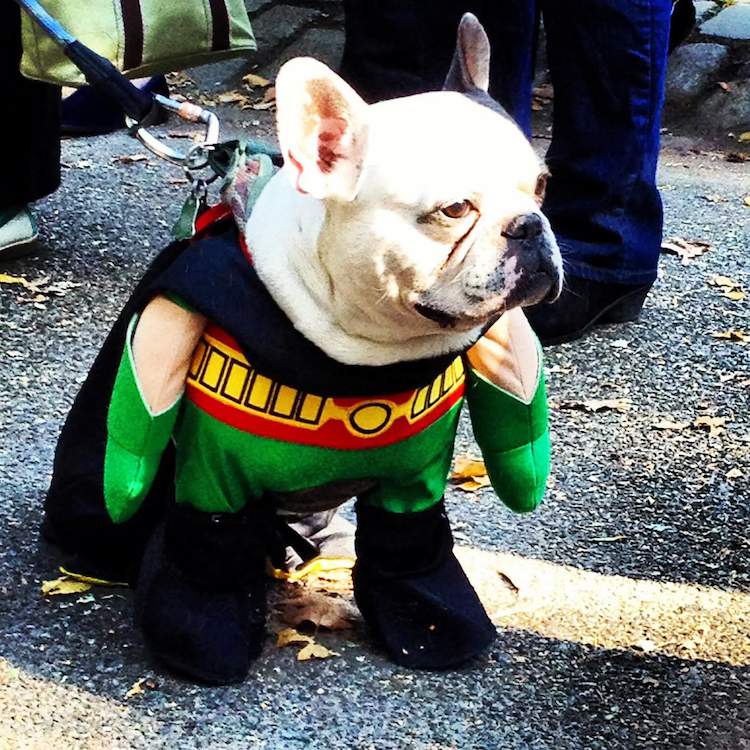 The Doggie Do in Dublin