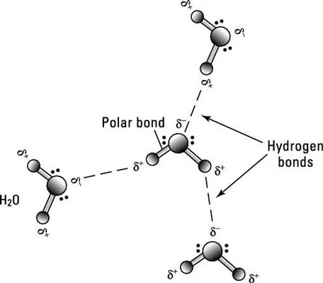 Chemical Bonding Periodic Arrangement And Trends Britannica Atoms with relatively similar electronegativities share electrons between them and are connected by covalent bonds.