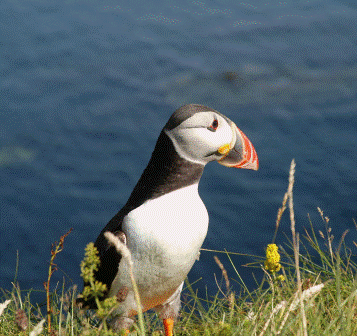 Academia.edu is a platform for academics to share research papers. Skippered Charter Holidays in Scotland