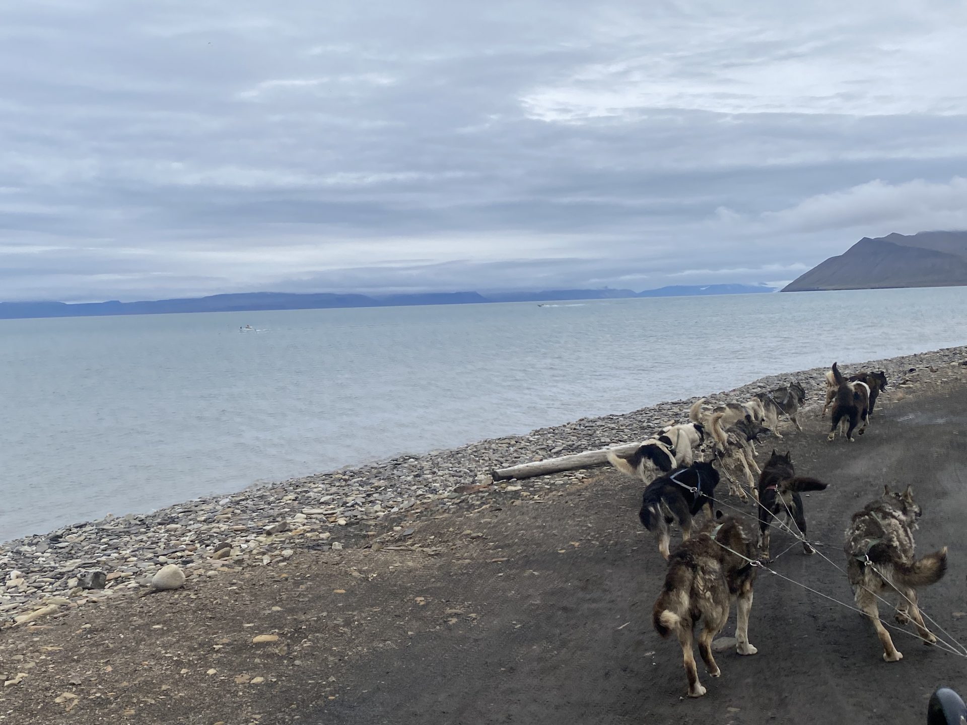 Dog Sledding Svalbard