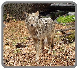Coyote