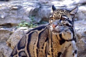 Nevelpanter