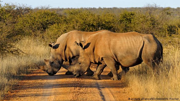 Don T Convert Africa S Savanna To Agricultural Land