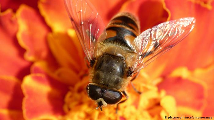Biene auf Blüte (picture-alliance/chromorange) 19177562_303.jpg