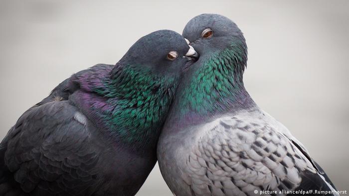 Tauben können etwas, das Menschen erst über einige Jahre entwickeln müssen: Sie gehören zu den wenigen Tieren, die sich selbst im Spiegel erkennen. Diese Art der Selbst-Erkenntnis gehört zu den wichtigsten Punkten, um intelligente von rein instinktiv handelnden Tieren zu unterscheiden.