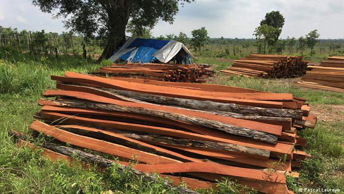 A pile of distinctive red timber, close to the border with Vietnam A pile of red timber in Camborida close to the border with Vietnam (Pascal Laureyn )