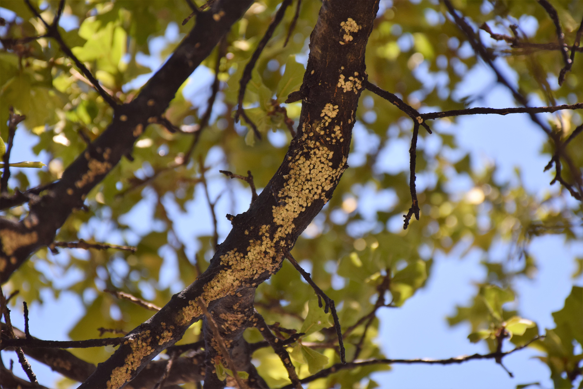 Top Ten Trees To Plant In Okc