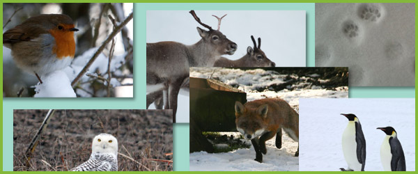 winter animals photo pack collection free early years primary