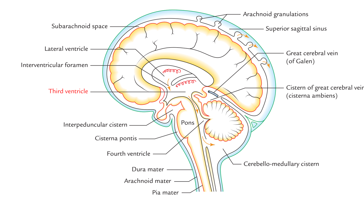It is located in t. Third Ventricle Earth S Lab