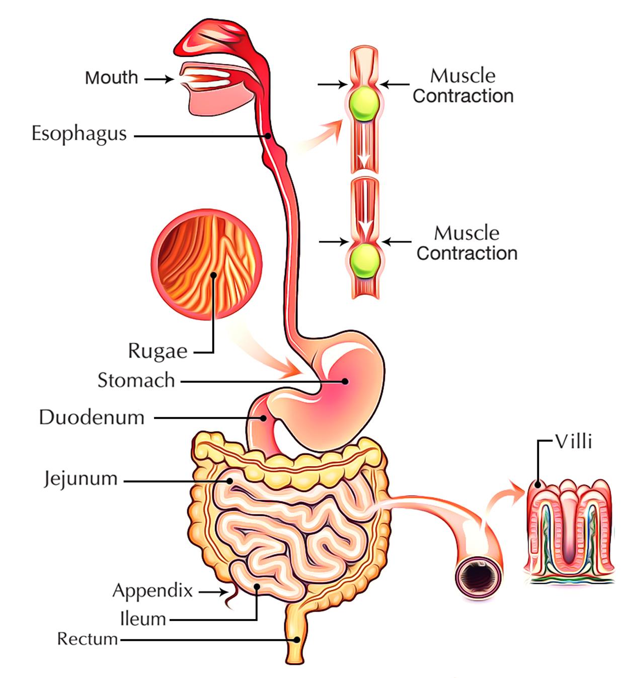Digestive system in human body