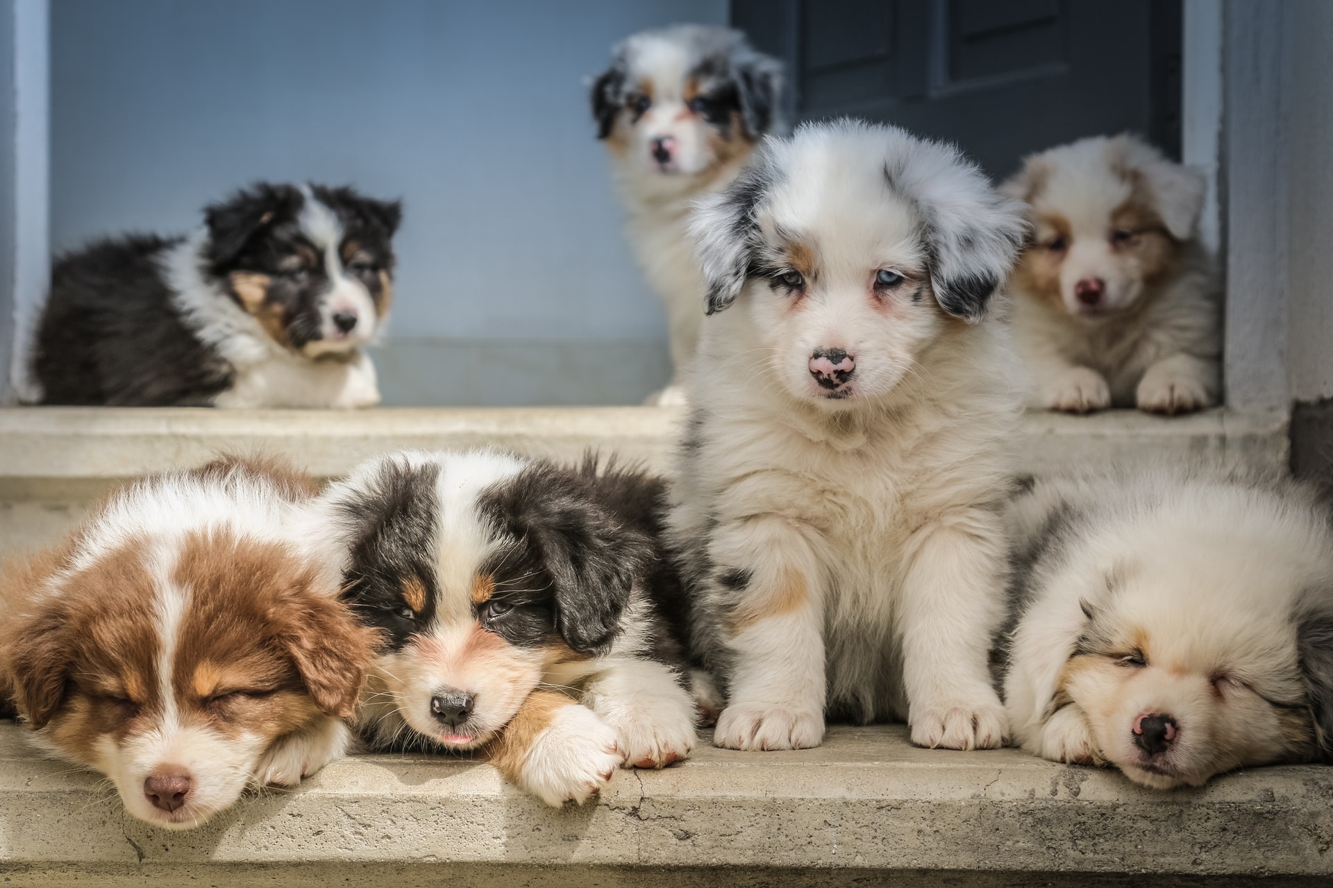 Can You Adopt Dog Today? Ultimate Guide to Your Furry Friend