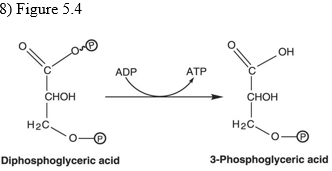 Chapter 5 Flashcards Easy Notecards The bacteria are most likely A Fermenting the glucose.