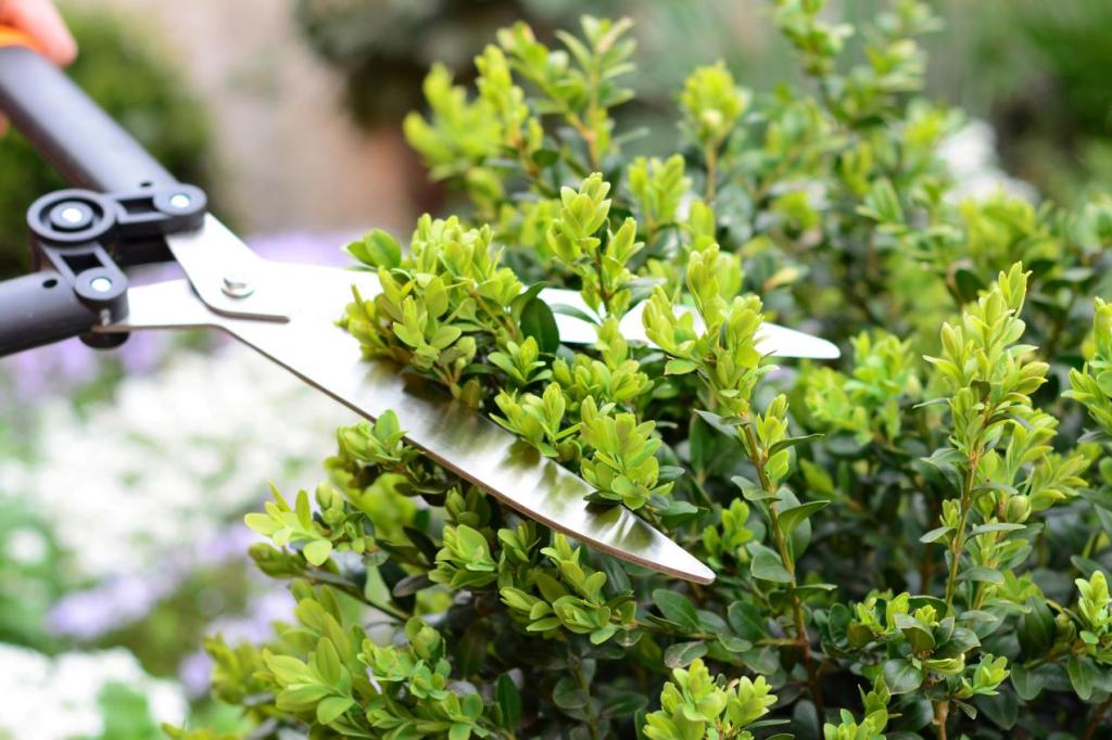 metal garden shears cutting hedge